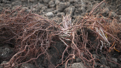 Edirne kırmızısının hasadı başladı: Efsane rengin formülü yeniden canlandı