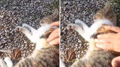 Araba çarpmıştı: Kediyi kalp masajıyla hayata döndürdü