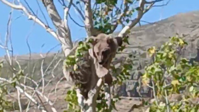 Köylüleri peşine düşürmüştü: Bu kez ağaç tepesinde görüldü