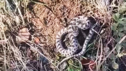 Mantar ararken göz göze geldi: Türkiye'nin en zehirli yılanlarından biri!