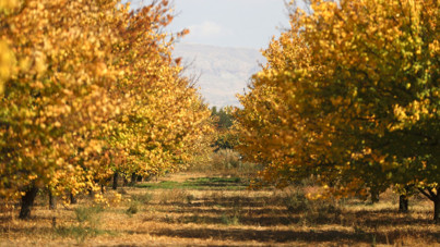 Kayısı bahçeleri büyüledi