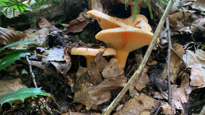 Mantarlar arttı, zehirlenmeler başladı