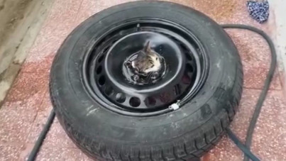 Meraklı kedi kafasını stepneye sıkıştırdı, itfaiye kurtardı