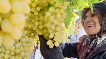 Sonbahar bitiyor, üzüm hasadı durmuyor