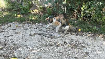 Kedi, yılanı pati darbeleriyle öldürdü: 'Garip bir olaydı'