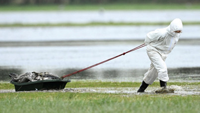 Kuş gribi krizi: 2 milyon hayvan itlaf edildi
