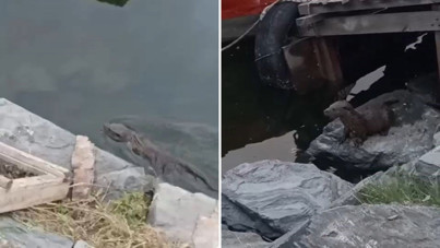 Uzun süredir görünmüyordu, bu kez Küçükçekmece’de ortaya çıktı