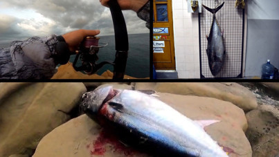 Oltayı attı, insan boyunda balığı yakaladı