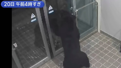 Ayı alarmı: Lisanslı avcı arıyorlar