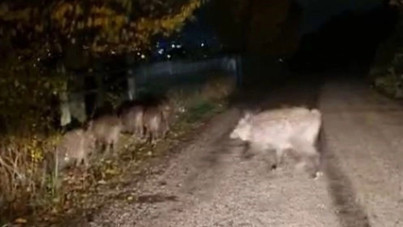 Aç kalan domuz sürüsü yola indi