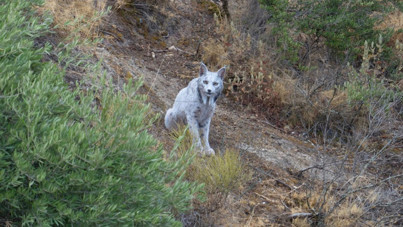 Amatör fotoğrafçı beyaz İber vaşağını çekmeyi başardı