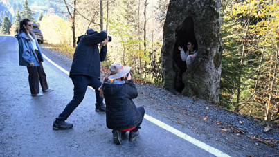 Bu ağaçlar fotoğraf tutkunlarını çağırıyor