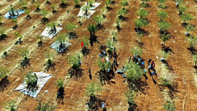 Zeytin ve buğday hasadında umduğunu bulamayan köylüler kazancı onda buldu