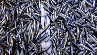 BM uyardı: Karadeniz ve Akdeniz'in balık stokunda alarm zilleri çalıyor