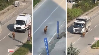 Sahibinin elinden kaçan inek, trafiği birbirine kattı