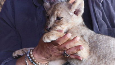 Tuzla'da bulunan yavru aslana "Hugo" adı verildi: “Artık vatanı burası”
