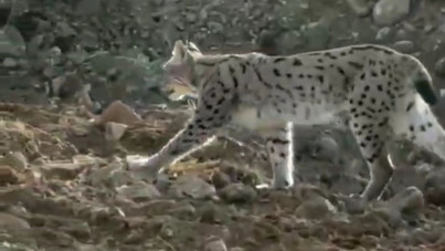 Hakkari’de ender rastlanan vaşak böyle görüntülendi