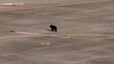 Ayı piste girdi, uçuşlar durduruldu