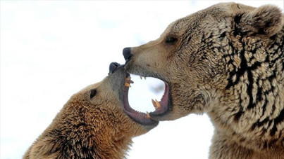 Ayı saldırılarına karşı ek bütçe teklifi