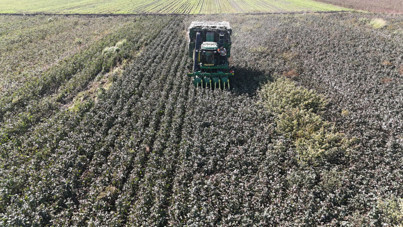 "Beyaz altın"da son hasat yapıldı: Fiyatı tarlada 25 liraya düştü