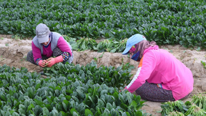 Kış sebzesinde hasat bolluğu: Kilosu tarlada 6, pazarda 40 lira