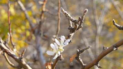 Kış kapıda ama elma ağacı çiçek açtı
