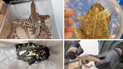 Havaalanında şaşırtan operasyon: Valizden çıkan çıkana...