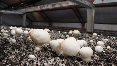 İstanbul’daki işini bırakıp Erzurum’da mantar çiftliği kurdu: Yılda 80 ton üretiyor