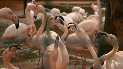 9 günde 300 binden fazla kişi akın etti