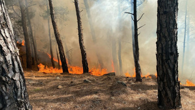 Muğla'da orman yangını