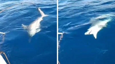 Amatör balıkçının oltasına köpek balığı takıldı