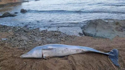 Çanakkale'de ölü yunus kıyıya vurdu