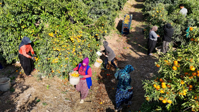 İşçi 'paydos' dedi, dalında kaldı, fiyatı çakıldı