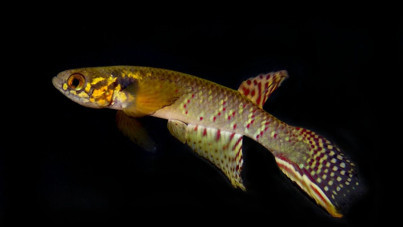 Nesli tükendi sanılıyordu, 20 yıl sonra ortaya çıktı