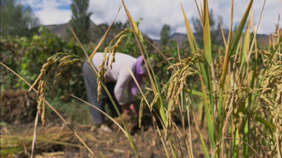 Dağların arasında tonlarca pirinç üretiyorlar