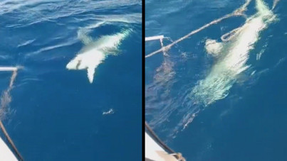 Rızkının yarısını köpekbalığı yedi: Bir saat boğuştular