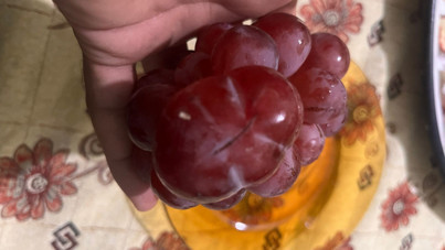 Tuhaf salkım tanesi normalin 4 katı çıktı