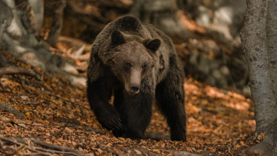 Türk turistlerin favorisi ülkede 'yırtıcı' alarmı
