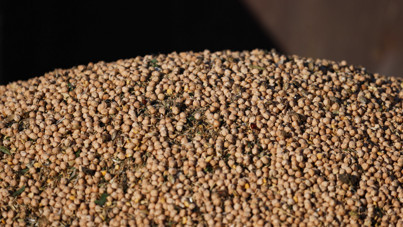 Nohut ithalatında gözetim uygulaması kaldırıldı