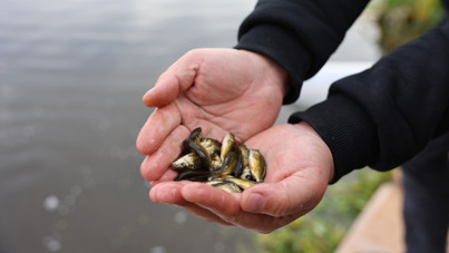 Porsuk Çayı’na 5 bin aynalı sazan bırakıldı