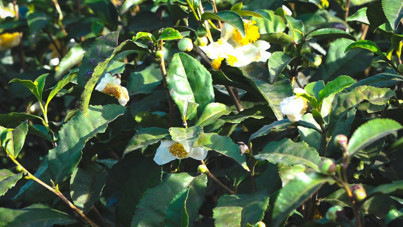 Şimdi de çiçeğinden çay yaptılar: Kilosu 6 bin TL