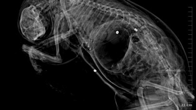 Kedilere kurşun yağdırdı, hapis cezası isteniyor