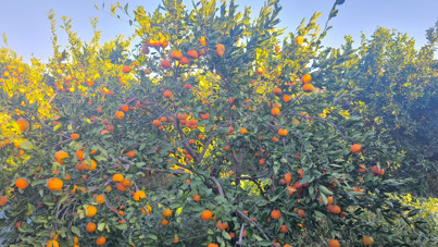 15 günde 3 liradan 1 liraya düştü, üretici isyan etti: 'Ağaçları kökünden keseceğiz'