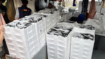 Lodos dindi, kasalar balık doldu