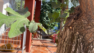 70 yıllık dut ağacının gövdesinden incir ağacı çıktı