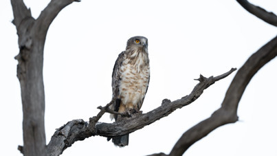 Karacabey Longozu’nda kartal şöleni: Yedi tür aynı bölgede