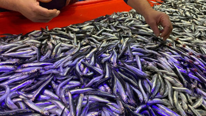 Kilosu 200 TL'den 150'ye düştü, vatandaş akın etti