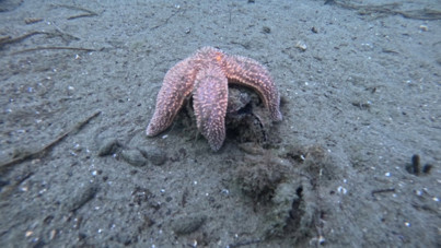 Marmara Denizi’nde 30 noktada kirlilik alarmı