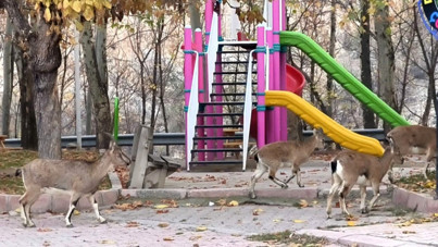 Park, keçilere kaldı