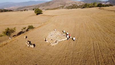 Çoban krizi kapıda: 10 yıl sonra bulmakta zorlanacağız